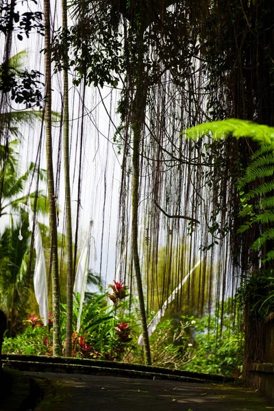 Flora Species Bali — 스톡 사진