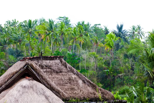 Виды Флоры Бали — стоковое фото