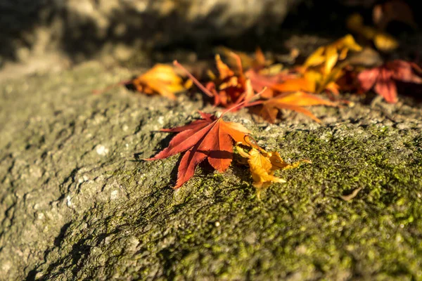 Jesienią Opadają Liście Skale Świątyni Gilsangsa Seul Korea Południowa — Zdjęcie stockowe