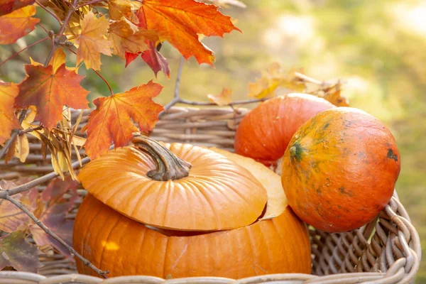 Kürbisse Korb Auf Tageslicht Und Natur Hintergrund Herbstjahresgemüse — Stockfoto