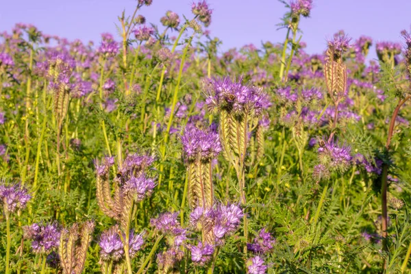 Phacelia Pourpre Champ Fleurs Nature Floraison Fleurs Sauvages Automne — Photo