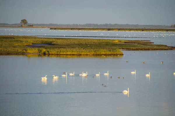 大自然の雄大な白鳥の風景 — ストック写真