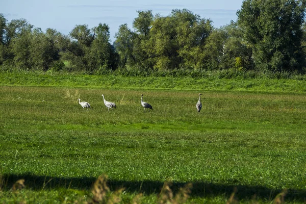 Flock Gäss Fältet — Stockfoto