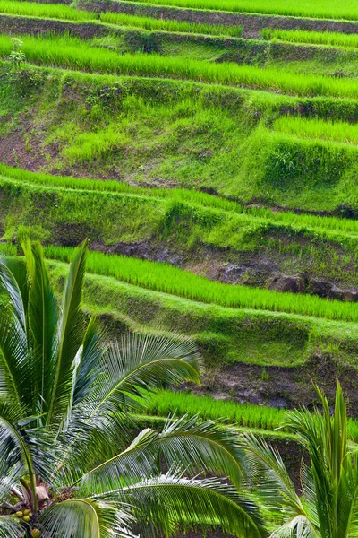 Terrazas Arroz Bali — Foto de Stock