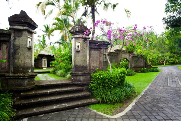 Espécies Flora Bali — Fotografia de Stock