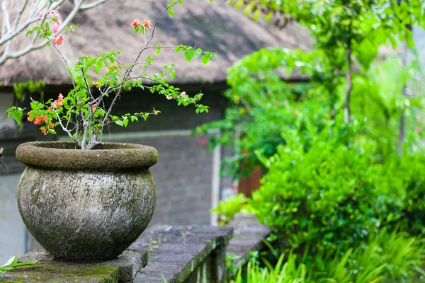 Terraços Arroz Bali — Fotografia de Stock