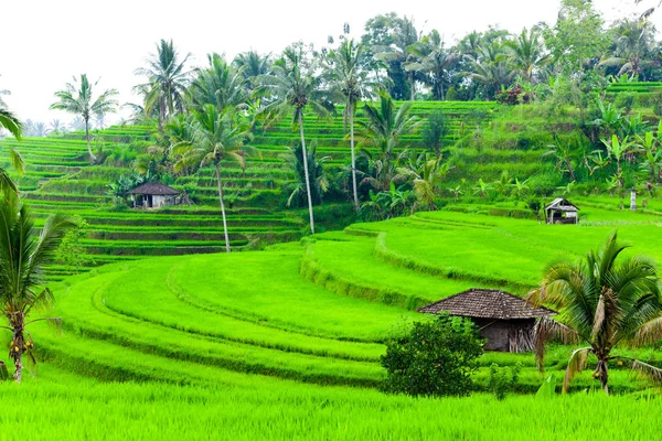 Bali Pirinç Terasları — Stok fotoğraf