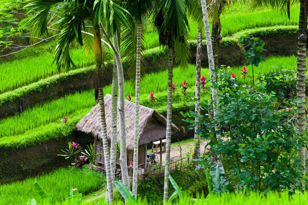 Terraços Arroz Bali — Fotografia de Stock