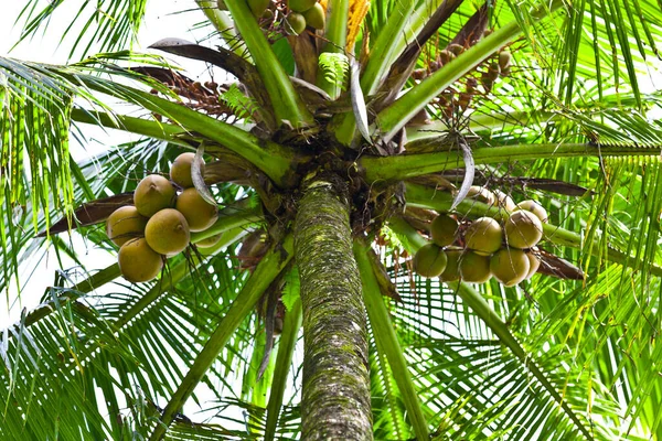 Palmboom Het Bos — Stockfoto