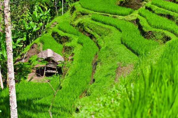 Рисовые Террасы Бали — стоковое фото