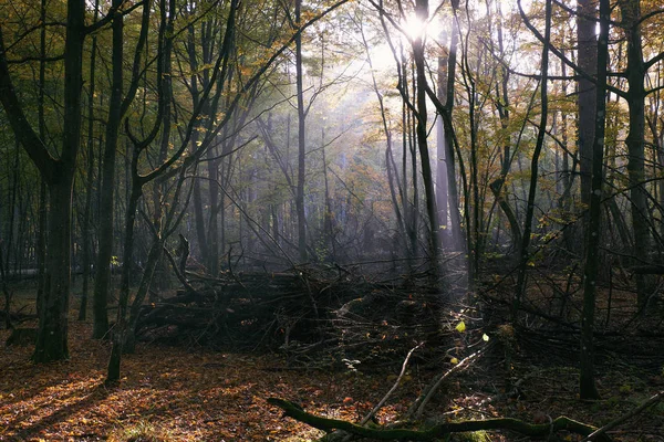 Raggio Sole Che Entra Nella Ricca Foresta Decidua Nella Mattina — Foto Stock