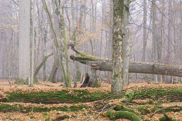 Ködös Reggel Őszi Természetes Lombhullató Erdő Erdei Bialowieza Lengyelország Európa — Stock Fotó