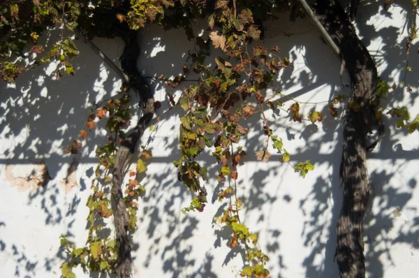 Weinstöcke Klettern Mit Weinstöcken Und Ohrringen Über Eine Wand — Stockfoto