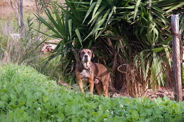 Perro Guardián Raza Plott Hound Atento Lazo Con Una Cadena — Foto de Stock