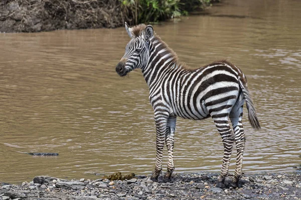 Stepowa Zebra Equus Quagga Lub Koń Rara Przy Rzece Źrebak — Zdjęcie stockowe