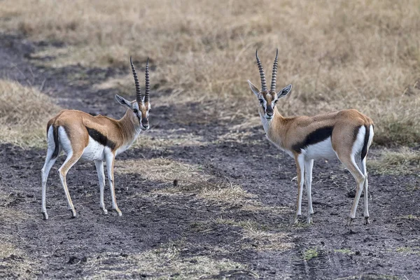 Dois Thomson Gazelles Ocidentais Eudorcas Nasalis Olhar Para Trás Com — Fotografia de Stock