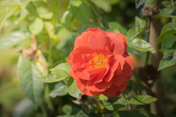 Roses Dans Jardin Les Roses Sont Belles Avec Une Belle — Photo