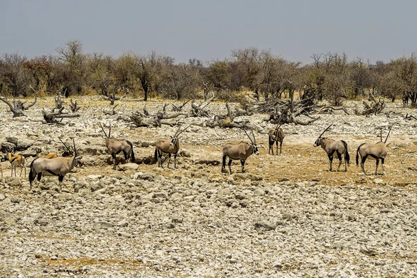 Ναμίμπια Namib Naukluft Park Eared Oryx — Φωτογραφία Αρχείου