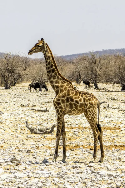 ナミビア エトーシャ国立公園 キリン — ストック写真