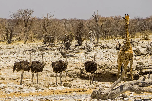 Namibia Etosha Nationalpark Strauß — Stockfoto
