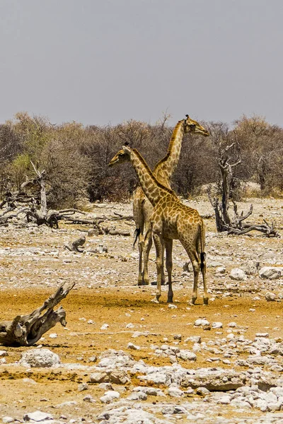Namibia Etoshas Nationalpark Giraffen — Stockfoto