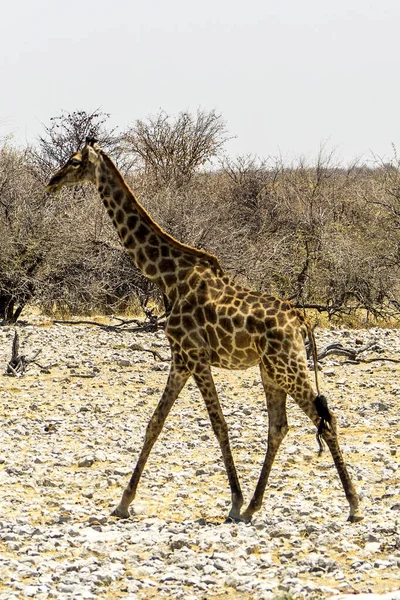 Namíbia Etosha Nemzeti Park Zsiráf — Stock Fotó