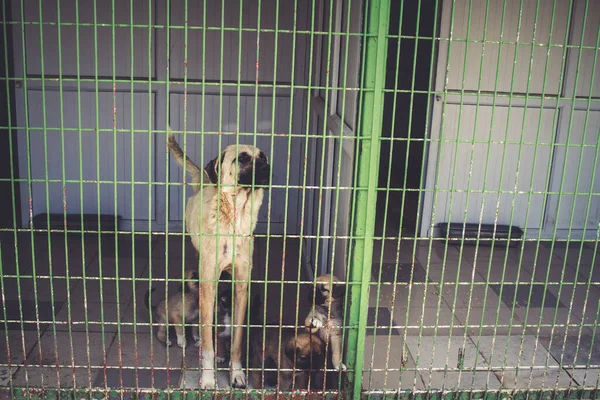 Köpek Barınağında Sahiplenilmeyi Bekleyen Sokak Köpekleri — Stok fotoğraf