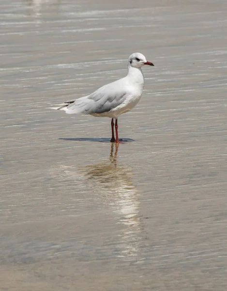 Biała Szara Mewa Plaży Chilijskim Wybrzeżu — Zdjęcie stockowe