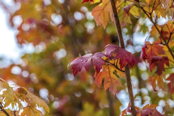 Muchas Hojas Coloridas Árbol Otoño — Foto de Stock