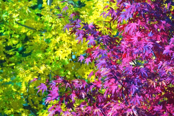 Japanese Maple Blue Sky Autumn — Stock Photo, Image