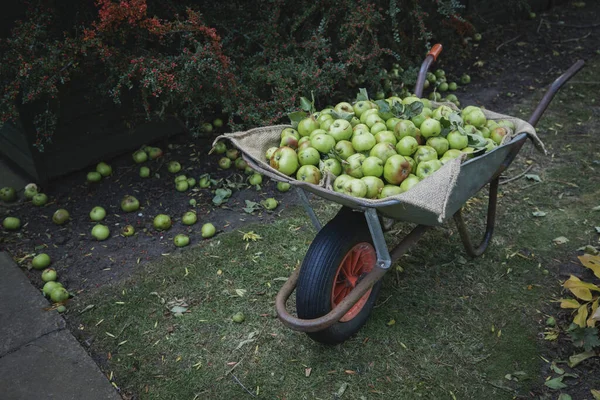Wide View Shot Wheelbarrow Filled Fresh Green Apples Garden — Stock Photo, Image