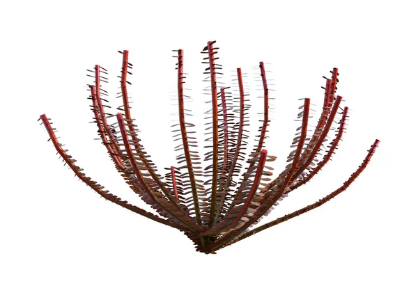 Rendering ของดอกล ทะเลส แดงแยกก นบนพ นหล ขาว — ภาพถ่ายสต็อก