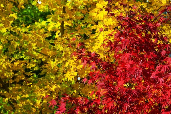 Japanese Maple Tree Leaves Foliage Flora — Stock Photo, Image