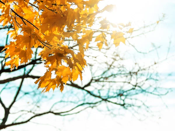 Autumn Parkban Gyönyörű Sárga Juharfalevelek Ágon Napfényben Őszi Természetes Háttér — Stock Fotó