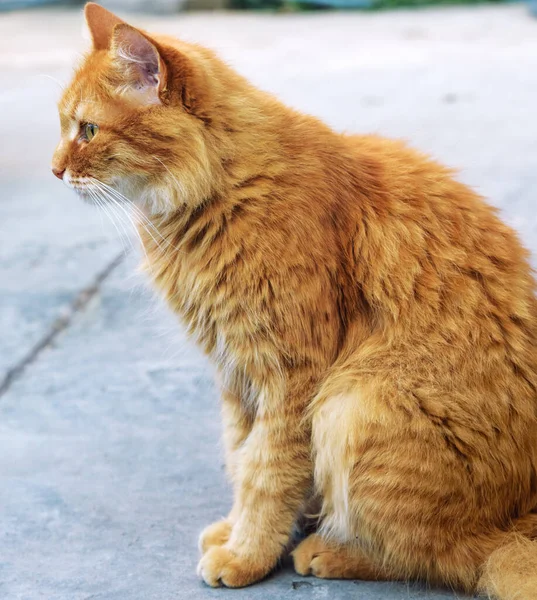 Pro Dospělé Červené Chlupatou Kočičku Posazuje Ulici Bokem Blízko — Stock fotografie