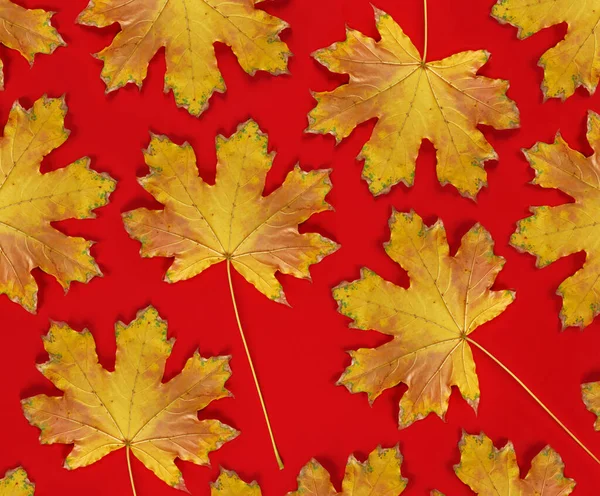 红色背景与干燥的黄色枫叶 秋天背景 — 图库照片