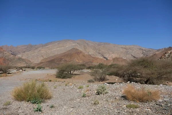 Kırsal Yaşam Seçici Odaklanma — Stok fotoğraf