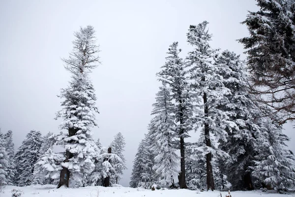 Fundo Natal Ano Novo Com Árvores Inverno Montanhas Cobertas Neve — Fotografia de Stock