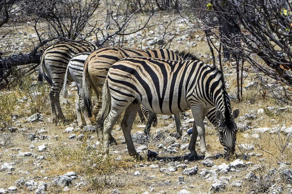 Namibie Parc National Etosha Montagne Zèbre — Photo