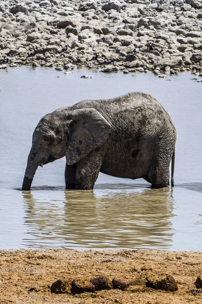Namibia Etosha National Park Elephant — Stock Photo, Image