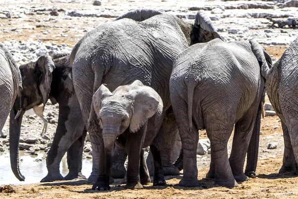 Namibia Park Narodowy Etosha Słoń — Zdjęcie stockowe