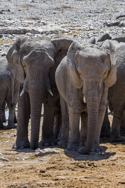 Namibia Park Narodowy Etosha Słoń — Zdjęcie stockowe