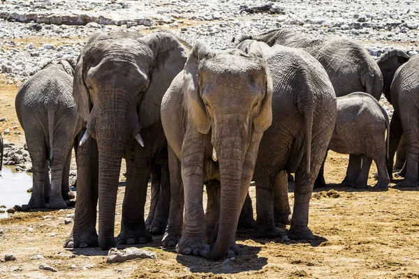 Namíbia Etosha Nemzeti Park Elefánt — Stock Fotó