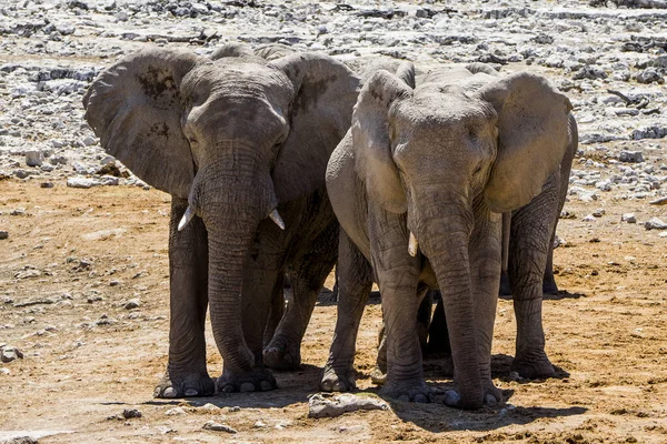 Нибиа Национальный Парк Этоша Слон — стоковое фото