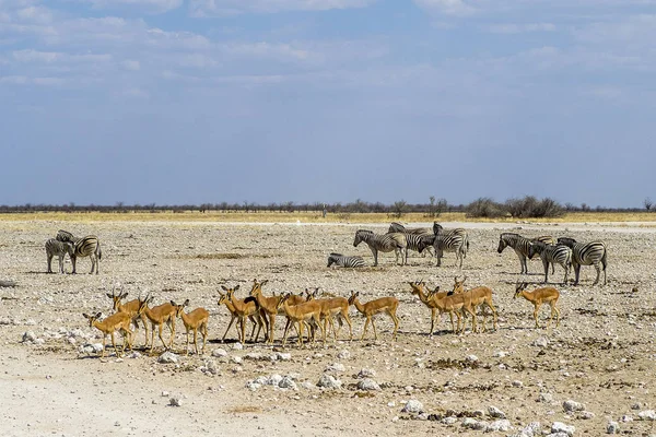 Namibya Etosha Ulusal Parkı Zebra Dağı — Stok fotoğraf