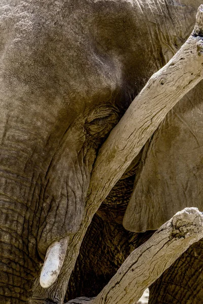Ναμίμπια Εθνικό Πάρκο Etosha Elephant — Φωτογραφία Αρχείου