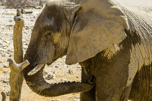 Namíbia Parque Nacional Etosha Elefante — Fotografia de Stock