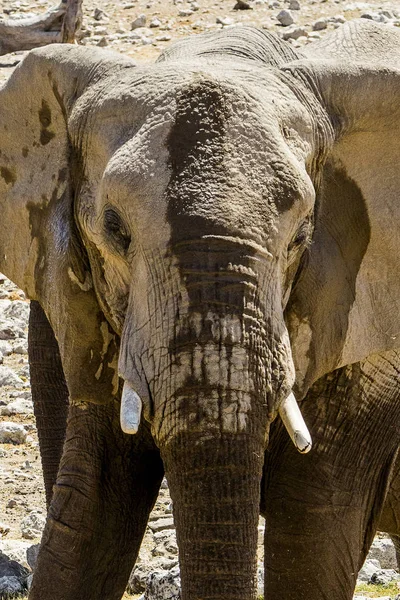 Namibia Parque Nacional Etosha Elefante — Foto de Stock