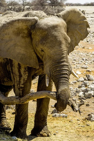 Namibia Etosha National Park Elephant — Stock Photo, Image