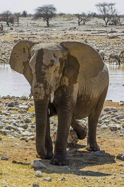 Namíbia Etosha Nemzeti Park Elefánt — Stock Fotó
